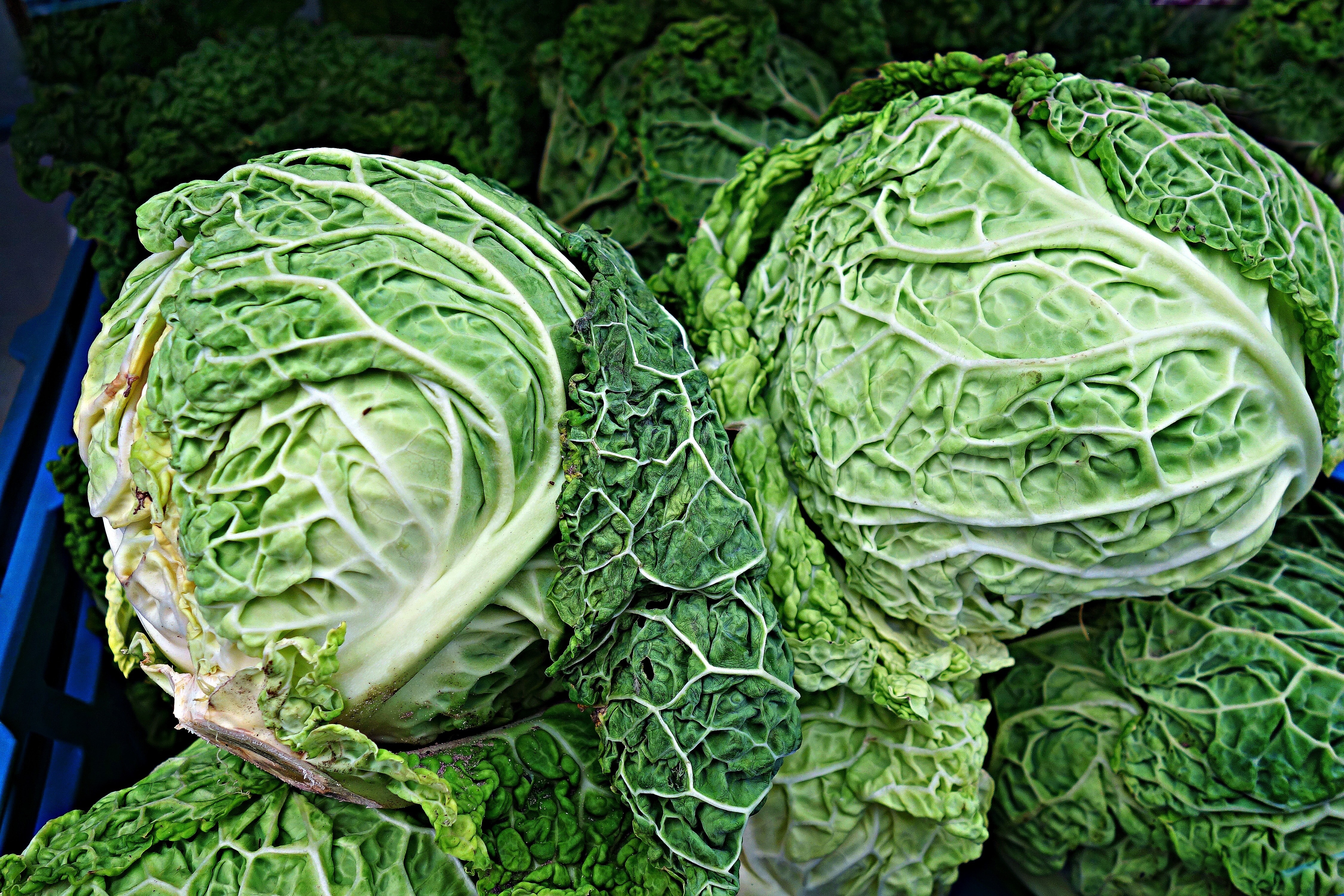 green cabbage lot