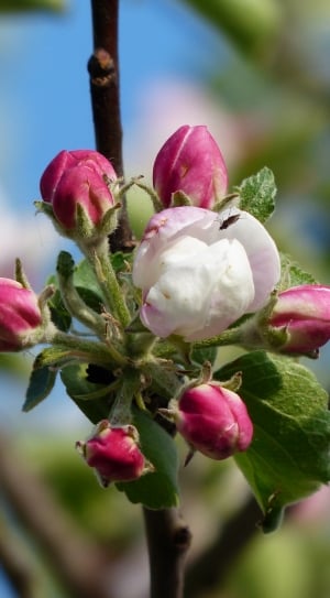 Apple Blossom, Blossom, Apple Tree, flower, growth thumbnail
