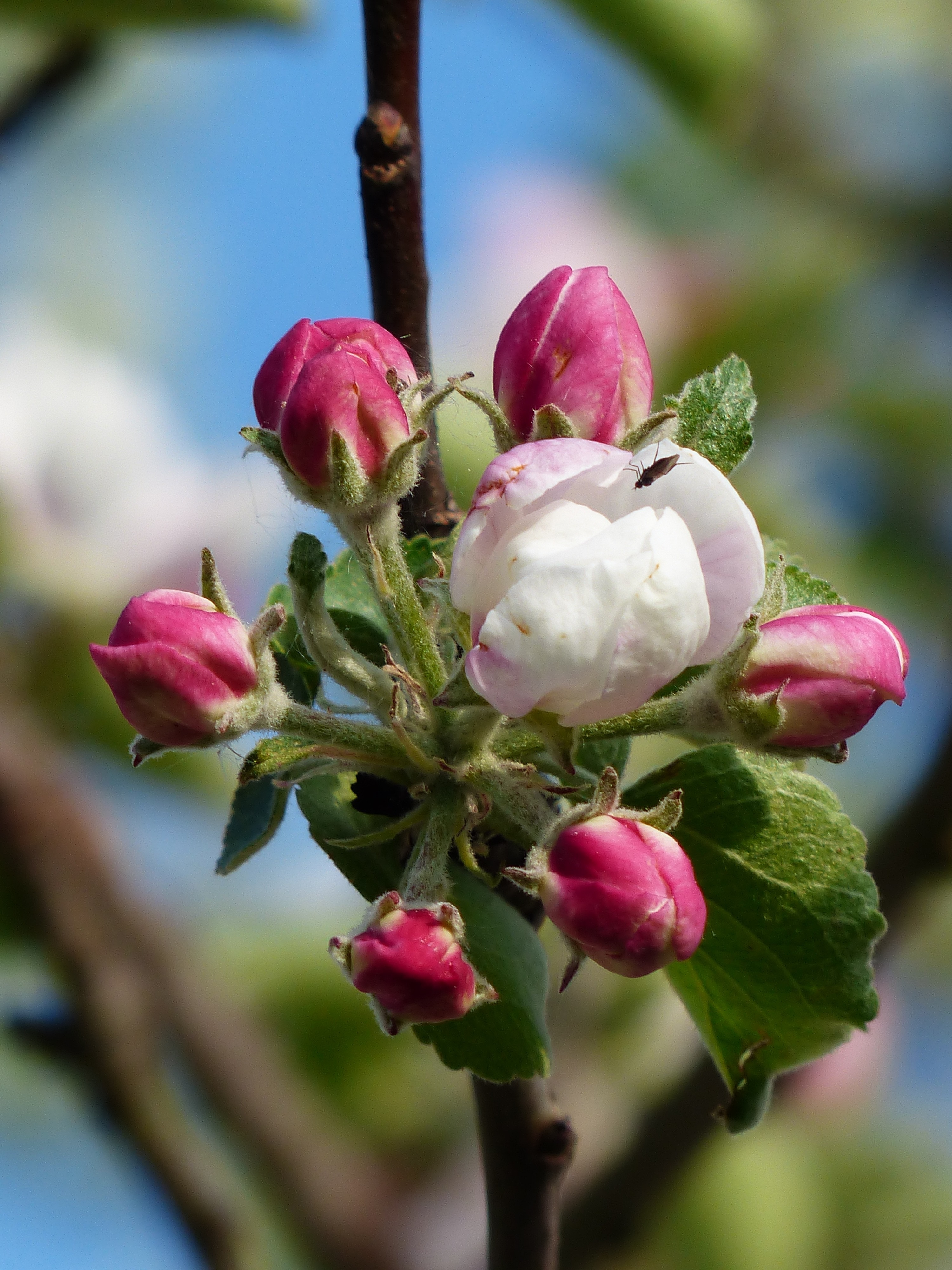 Apple Blossom, Blossom, Apple Tree, flower, growth