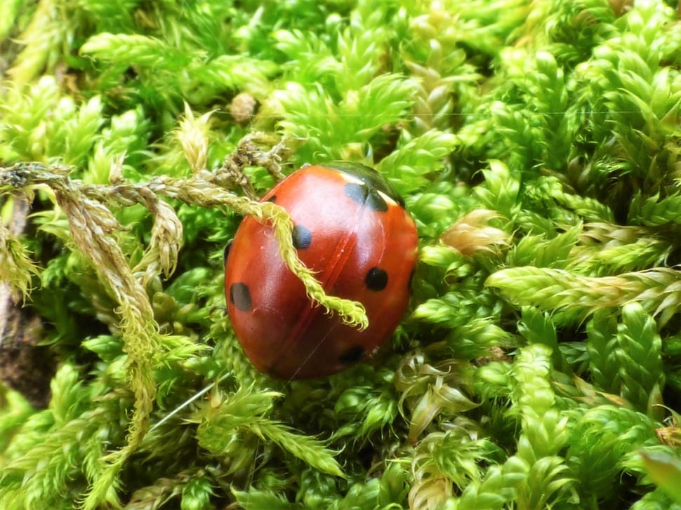 ladybug on green grass preview