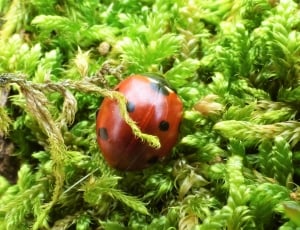 ladybug on green grass thumbnail