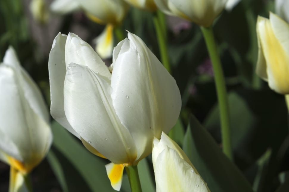 white and yellow tulips preview