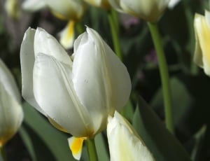 white and yellow tulips thumbnail