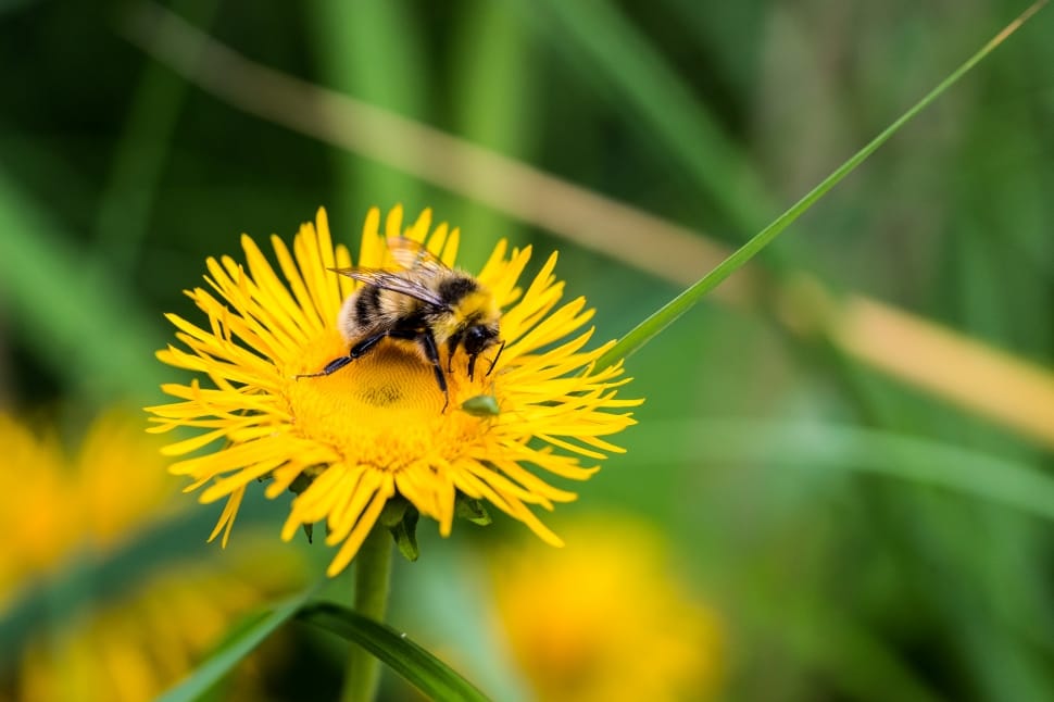selective photography of yellow petaled flower with bee on it preview