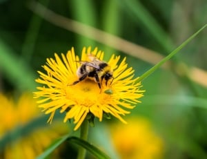 selective photography of yellow petaled flower with bee on it thumbnail