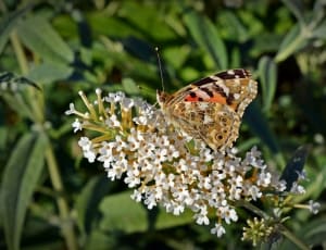 brown and white butterfly thumbnail