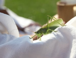 Close, Insect, Grasshopper, Green, leaf, close-up thumbnail