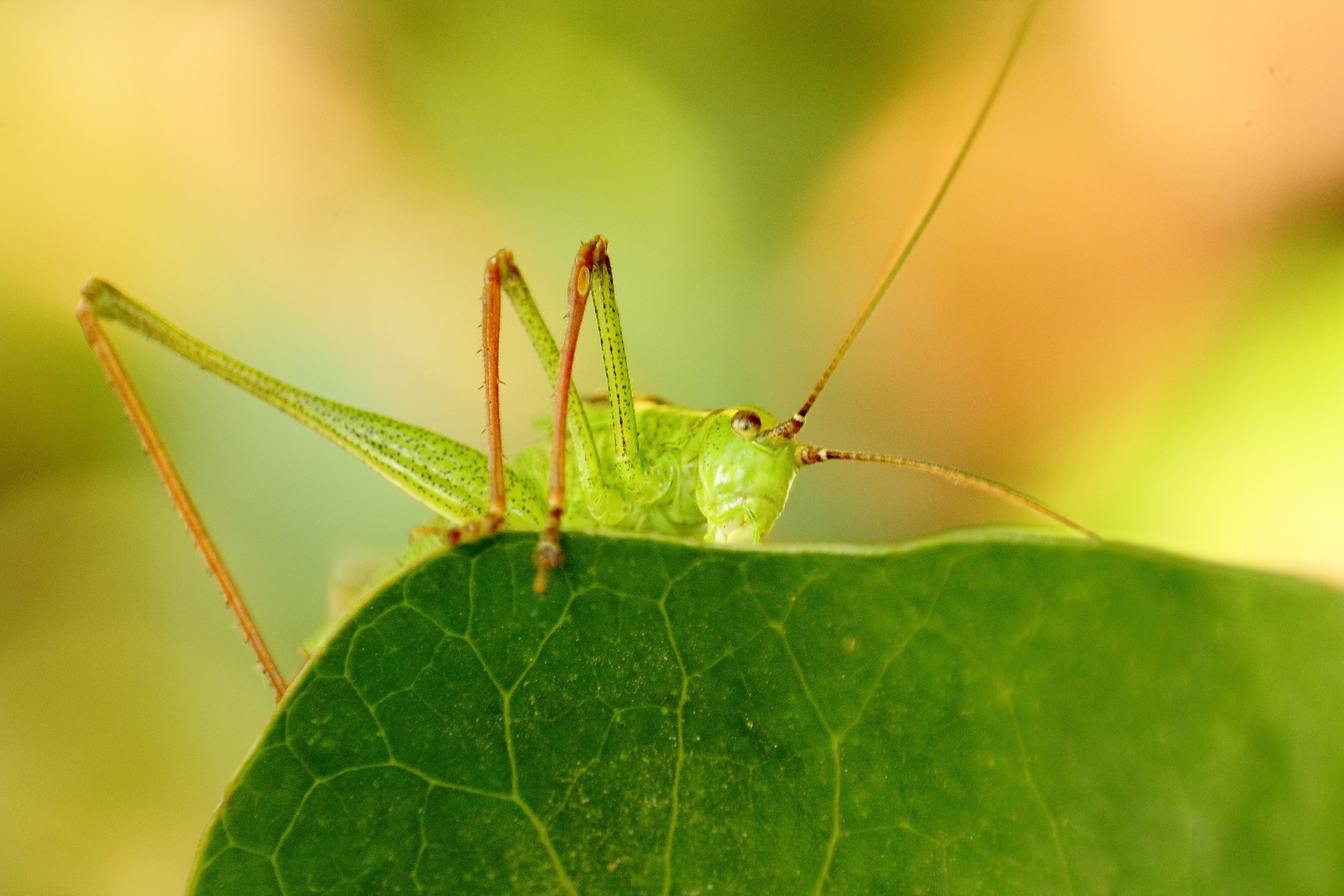 Viridissima, Close, Insect, Grasshopper, leaf, insect
