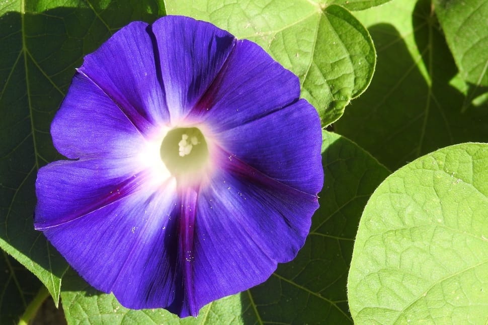purple morning glory preview