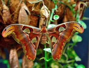 Colorful, Butterfly, Insect, Edelfalter, one animal, animal themes thumbnail
