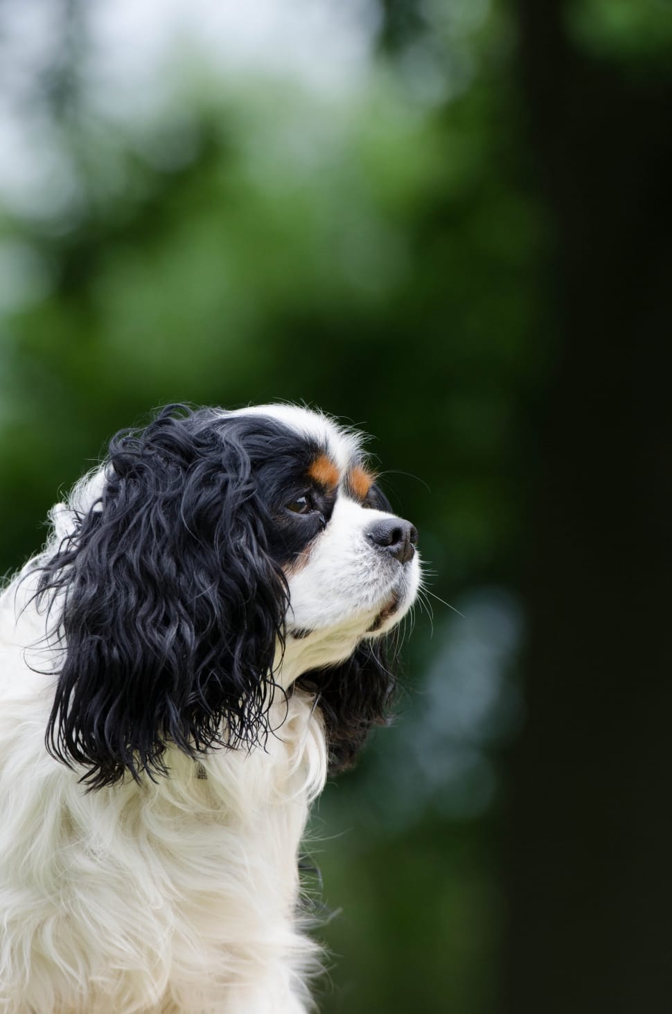 black and white cavalier king charles spaniel preview