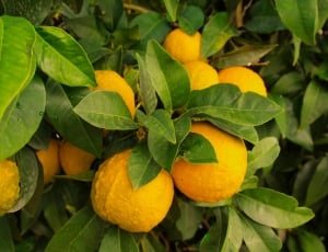 orange fruit on tray during daytime thumbnail