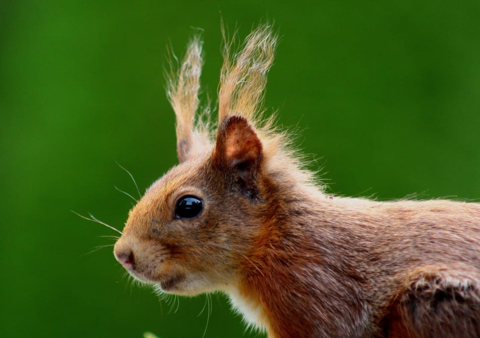 close up photography of a brown squirrel preview