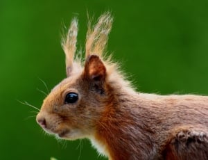 close up photography of a brown squirrel thumbnail