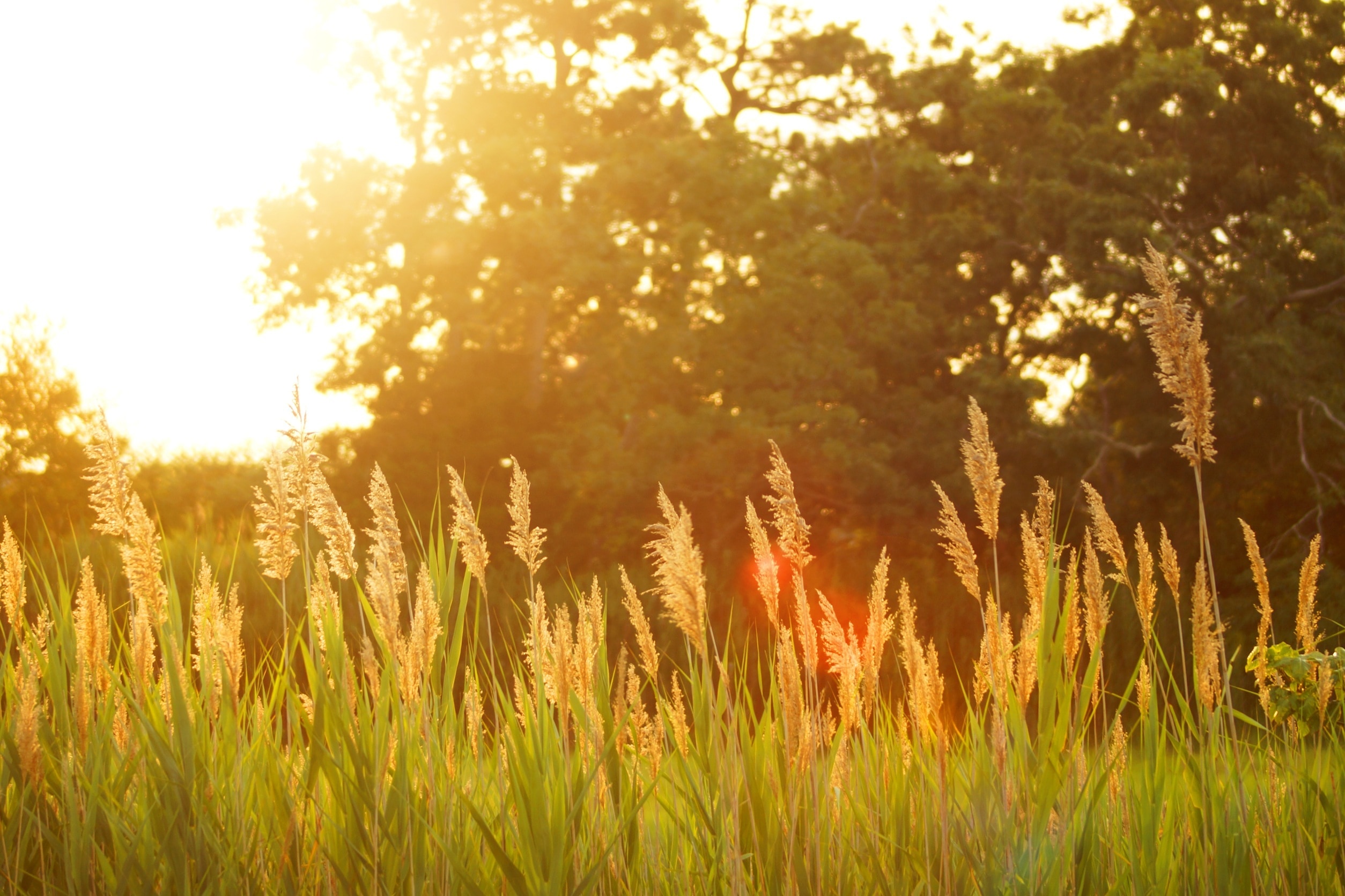 1920x1080 Wallpaper Green Grass Peakpx 