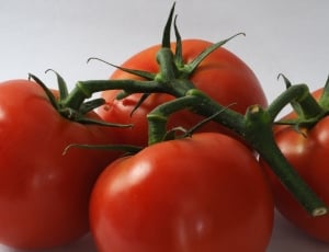 4 red tomatoes thumbnail