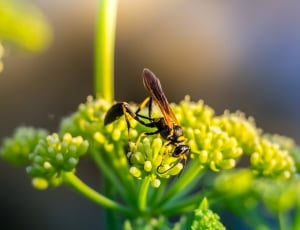 macro photography of hornet on flower thumbnail