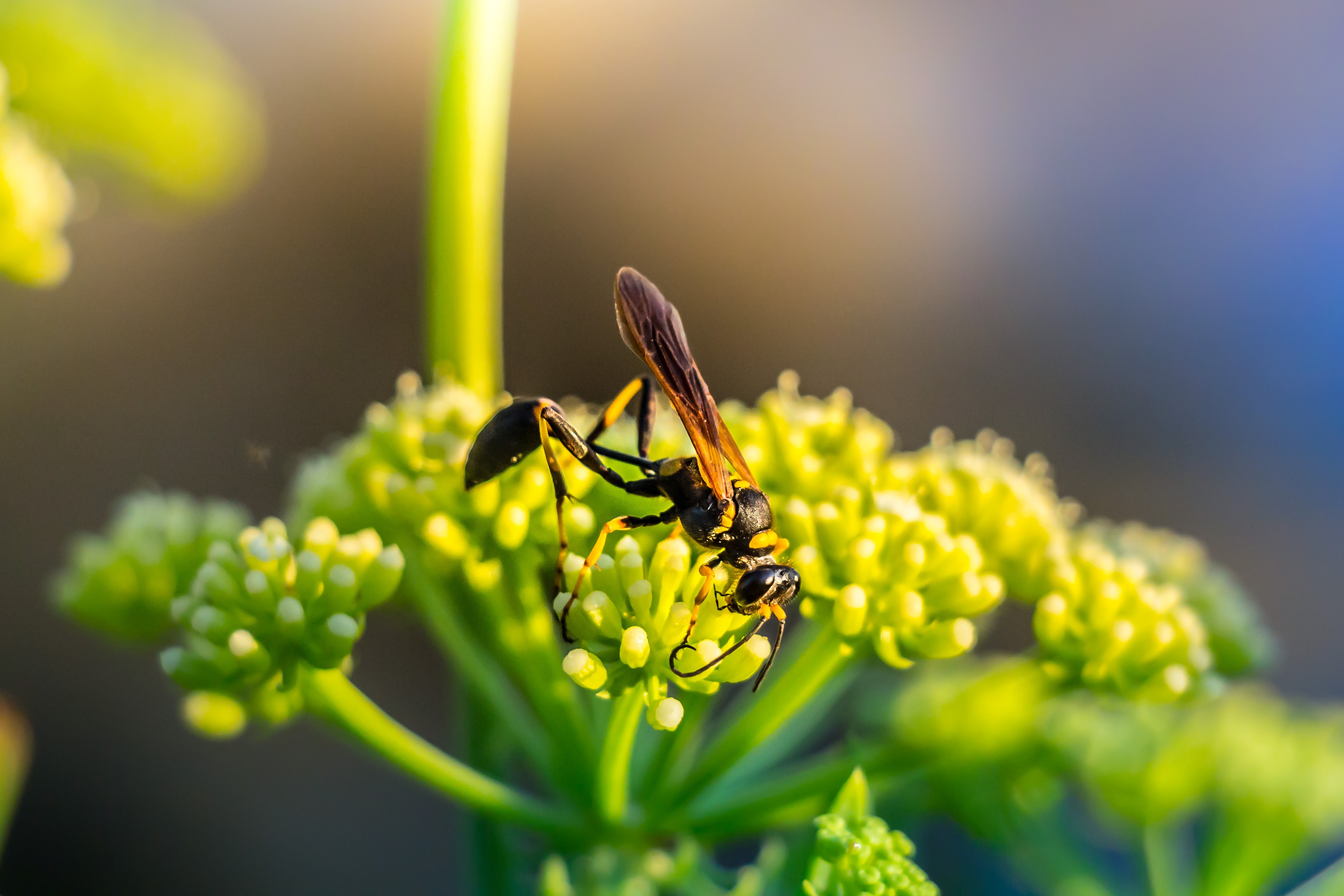 macro photography of hornet on flower