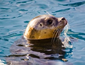 brown seal thumbnail