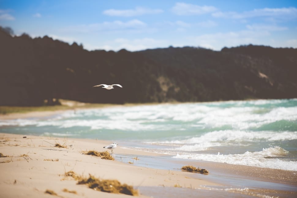 white bird on seashore with waves near mountains during daytime preview
