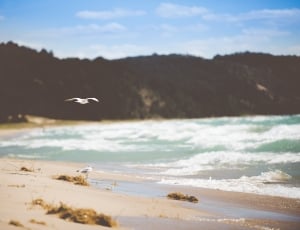 white bird on seashore with waves near mountains during daytime thumbnail