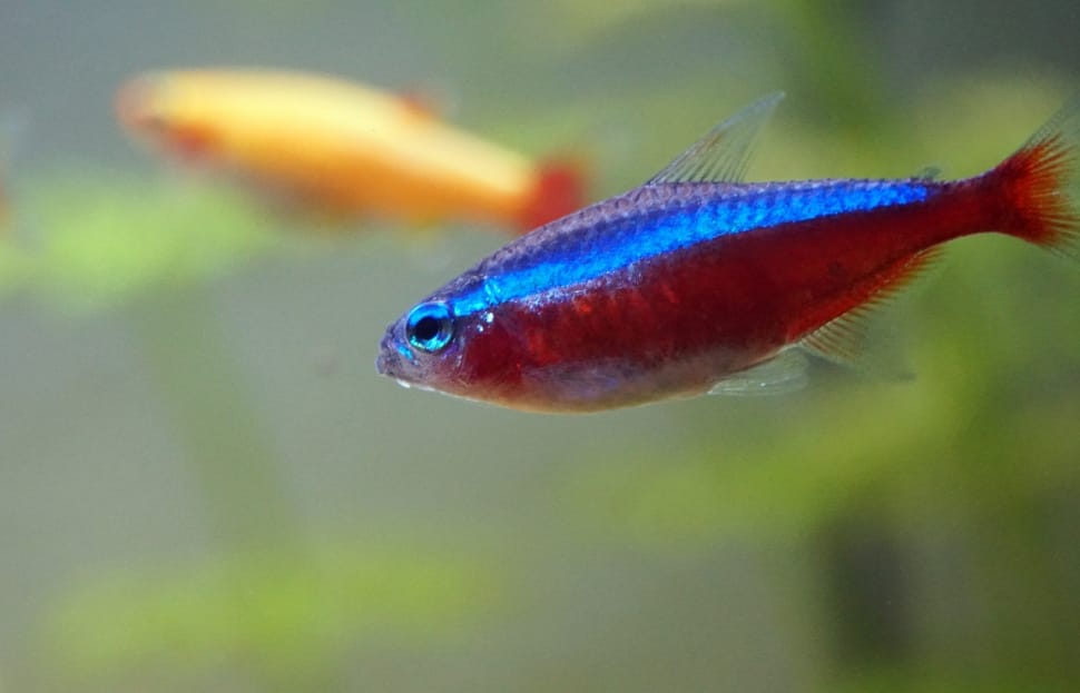 red and blue fish preview
