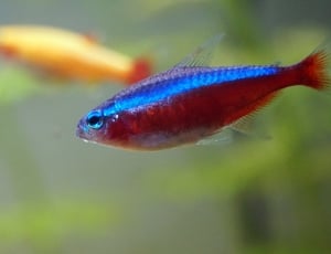 red and blue fish thumbnail