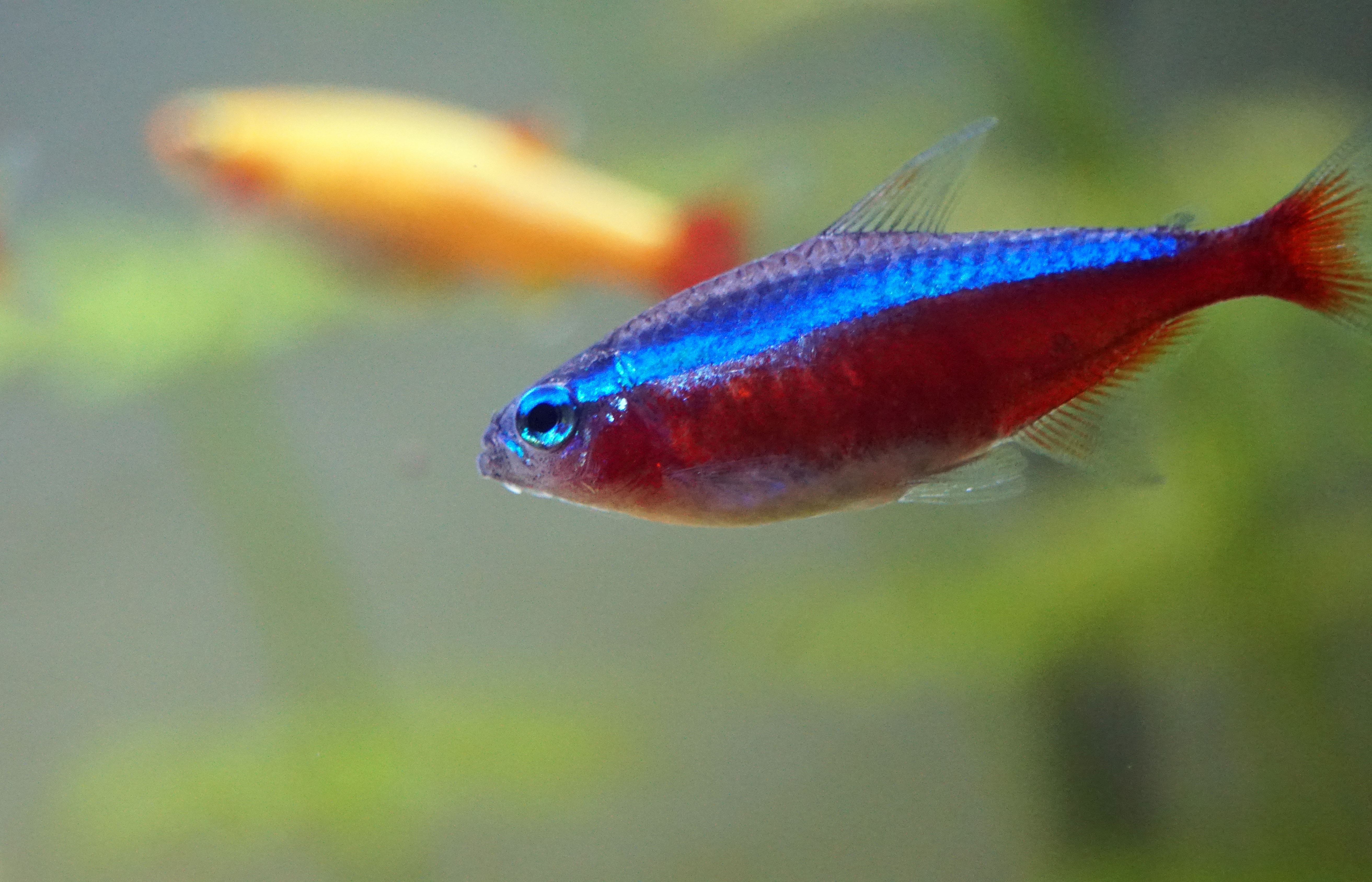 red and blue fish