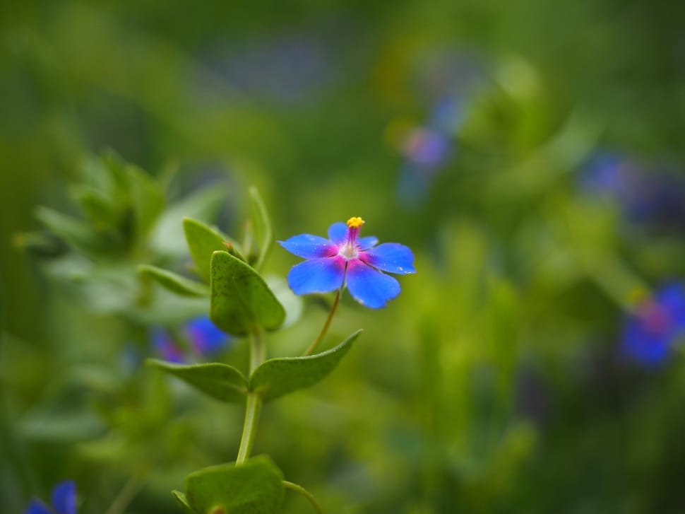 Blossom, Bloom, Blue Pimpernel, Flower, flower, growth preview