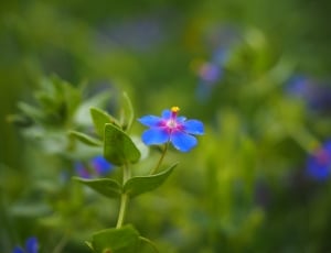 Blossom, Bloom, Blue Pimpernel, Flower, flower, growth thumbnail
