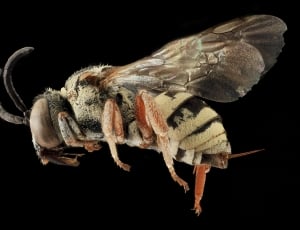 photo of white and black hornet thumbnail