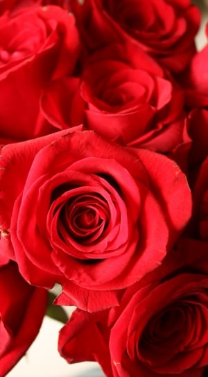 shallow focus photography of red rose bouquet thumbnail