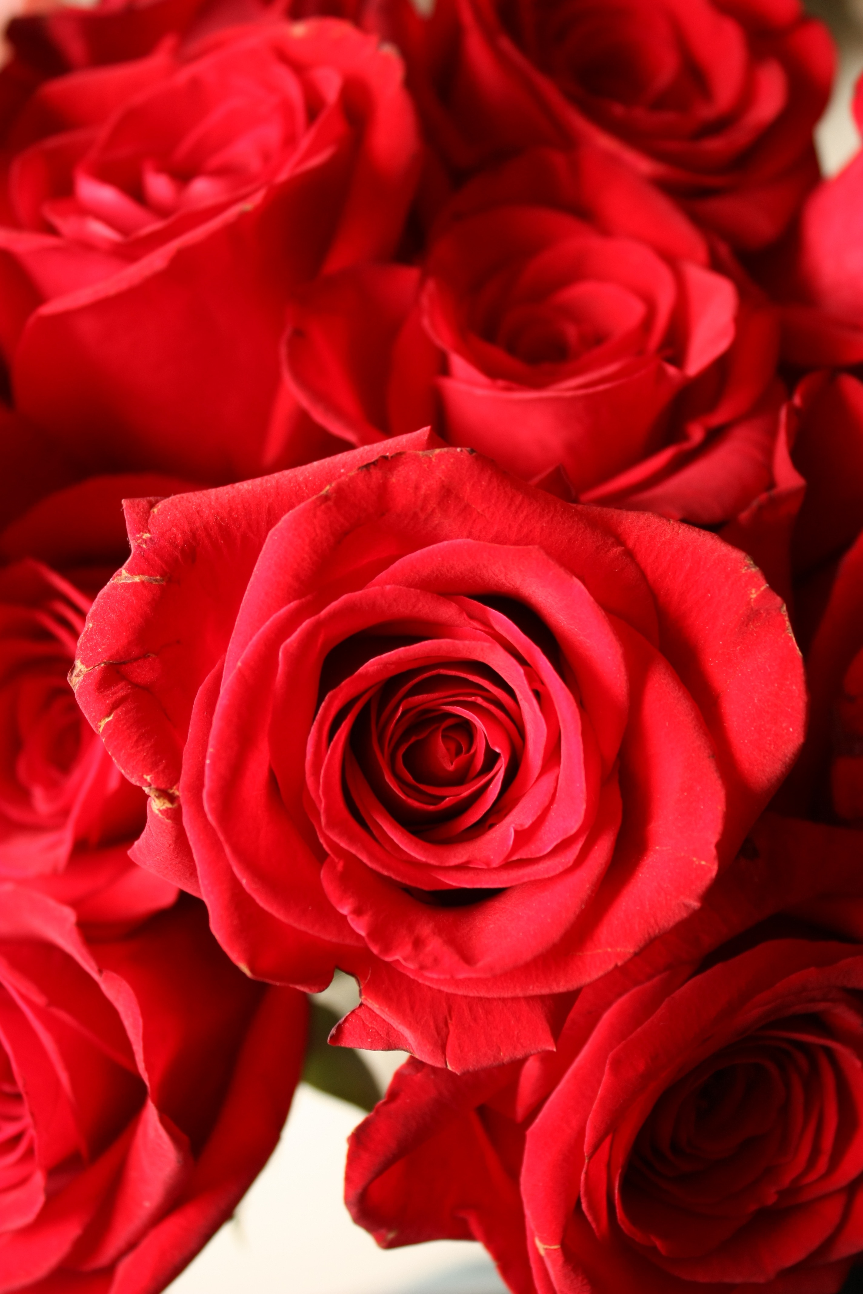 shallow focus photography of red rose bouquet