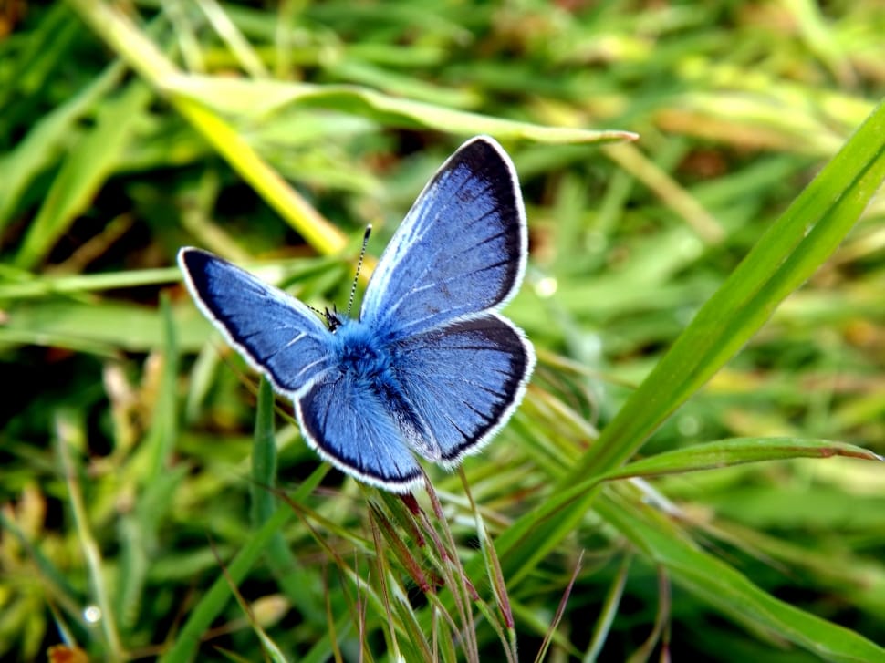 Green, Butterfly, Wings, Blue, Insecta, nature, insect preview