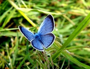 Green, Butterfly, Wings, Blue, Insecta, nature, insect thumbnail