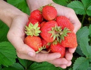 strawberry fruit lot thumbnail