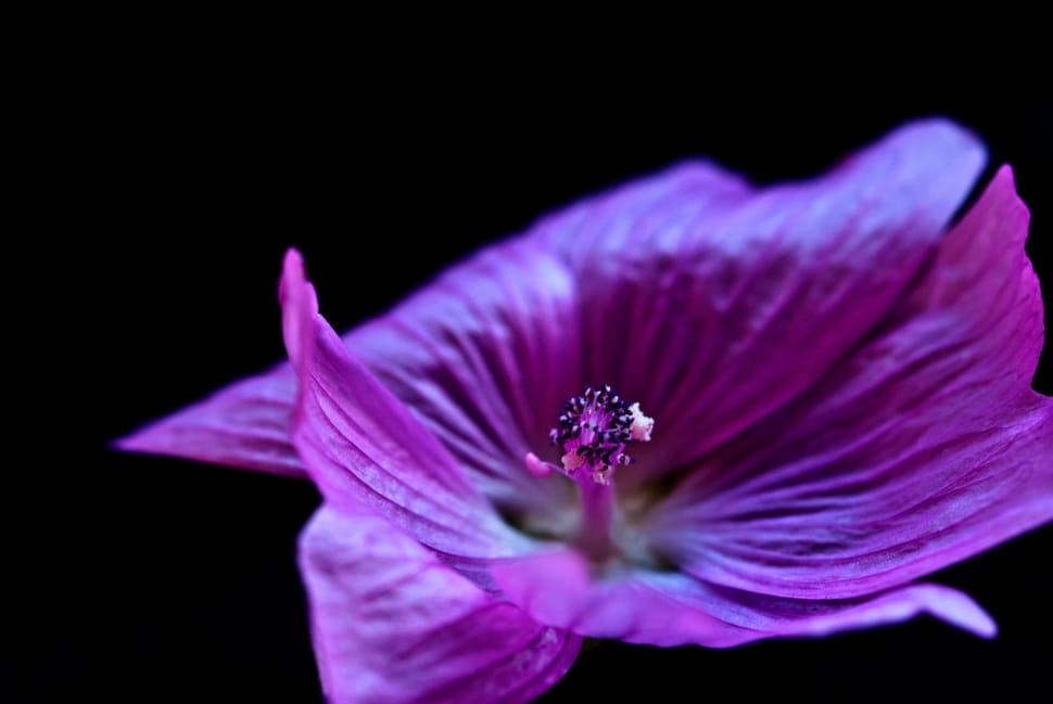 shallow focus photo of purple flower preview