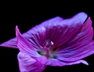 shallow focus photo of purple flower thumbnail