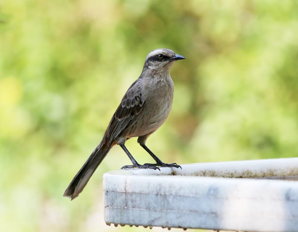 brown and black mockingbird preview