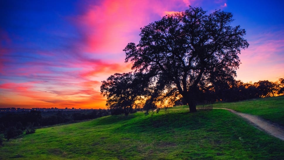 photo of green tree in grass and sunset preview