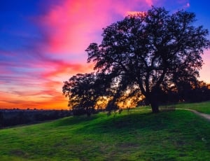 photo of green tree in grass and sunset thumbnail