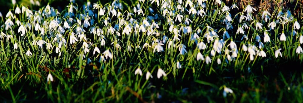 Nature, Snowdrop, White, Flowers, nature, plant preview