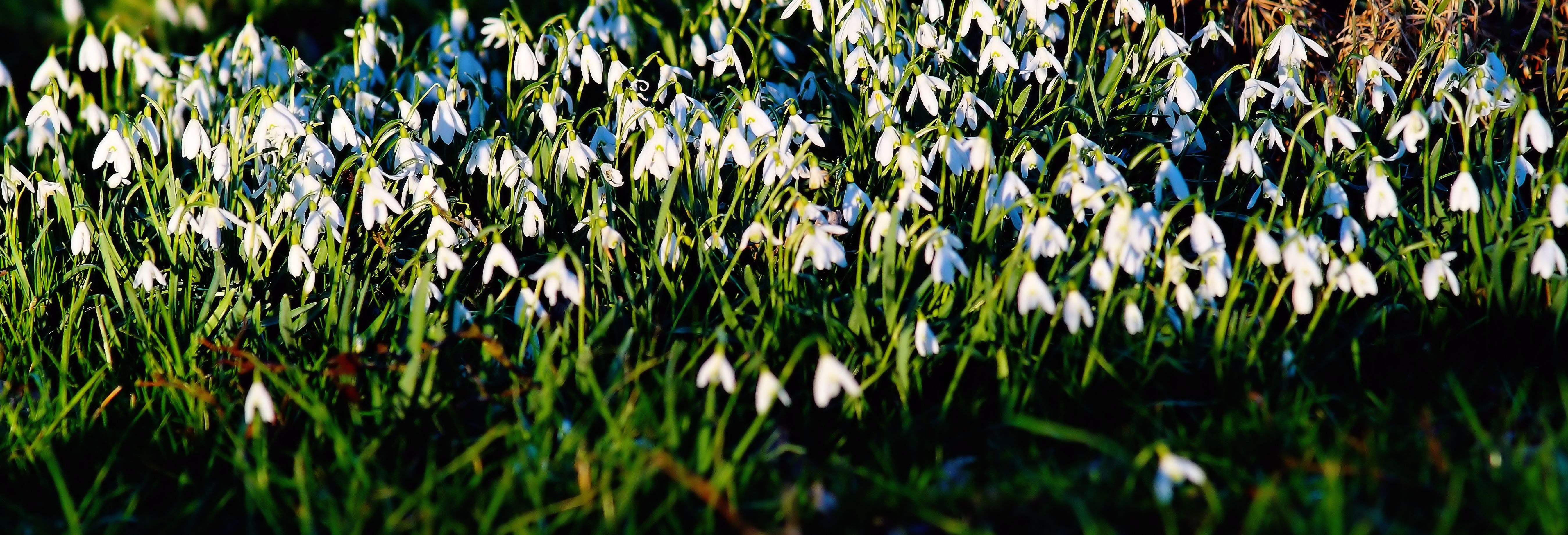 Nature, Snowdrop, White, Flowers, nature, plant
