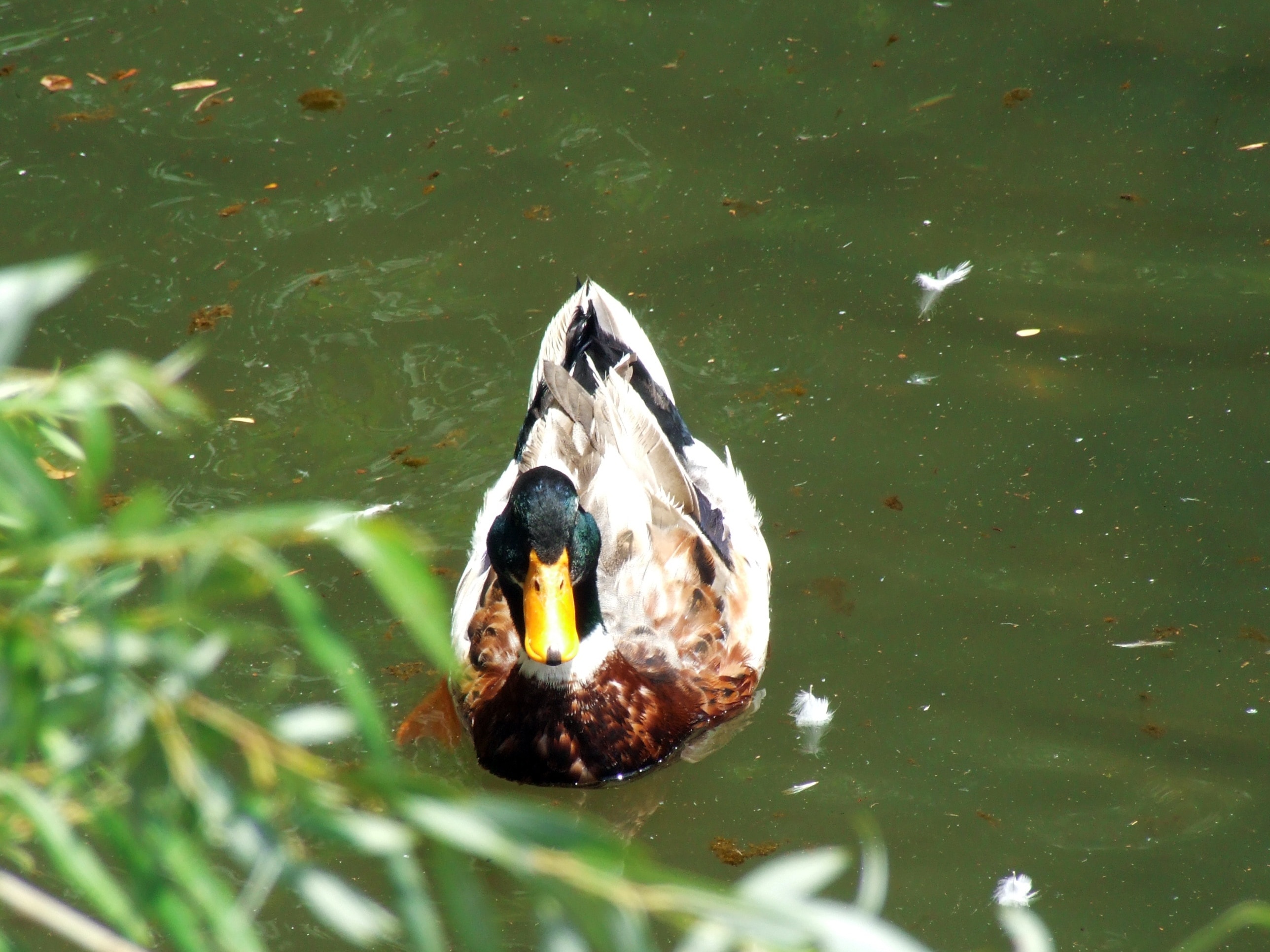 brown and white mallard duck