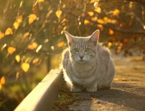 Autumn, Evening Light, Fall Foliage, Cat, domestic cat, autumn thumbnail