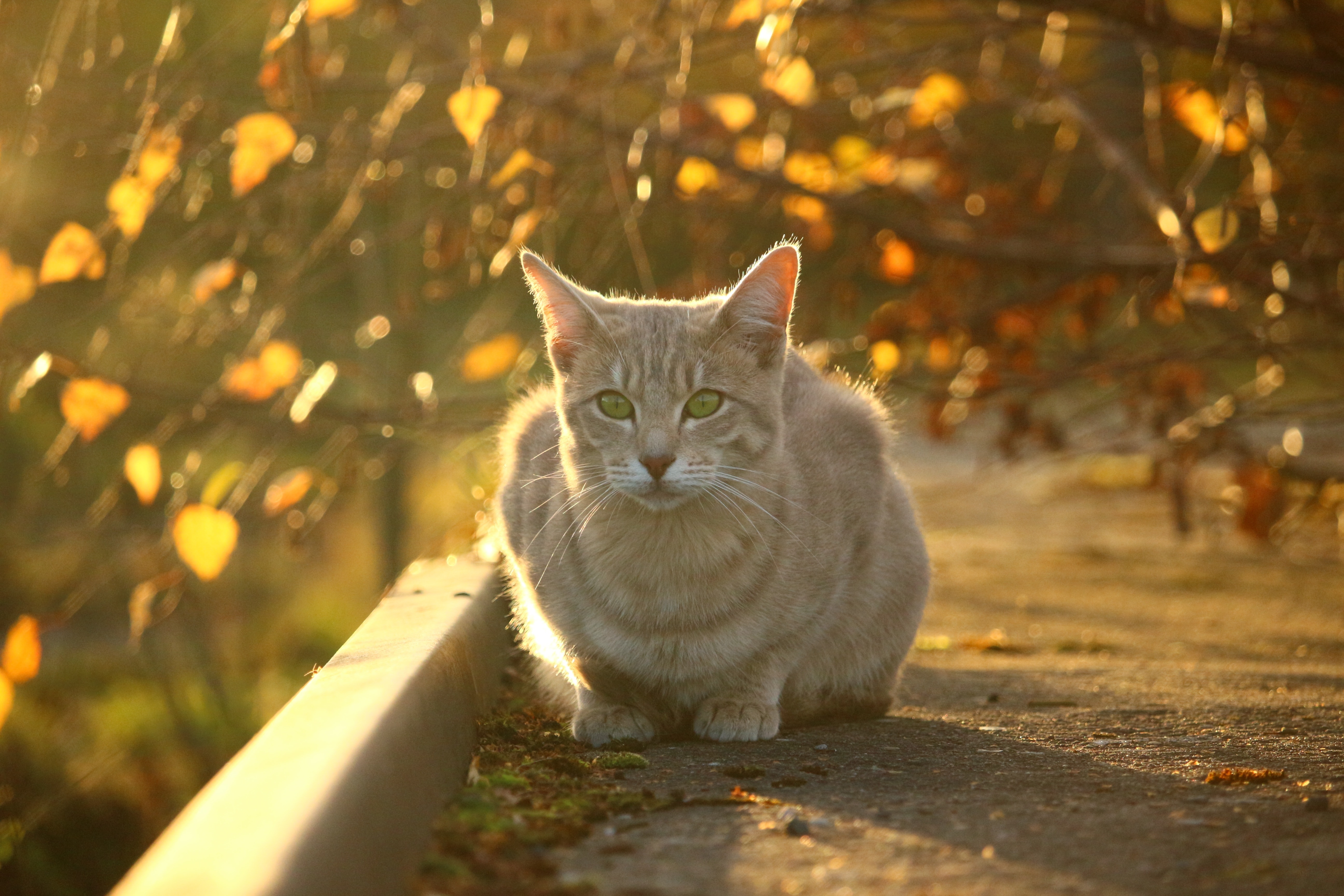 Autumn, Evening Light, Fall Foliage, Cat, domestic cat, autumn