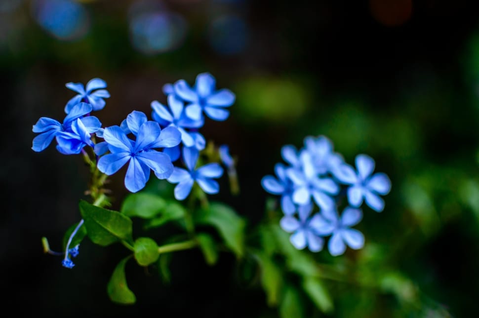 blue flowers preview