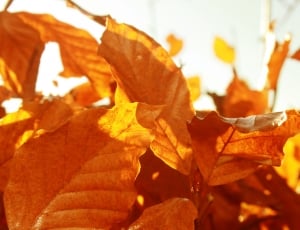 leaf, fall, autumn, sunny, leaf, autumn thumbnail