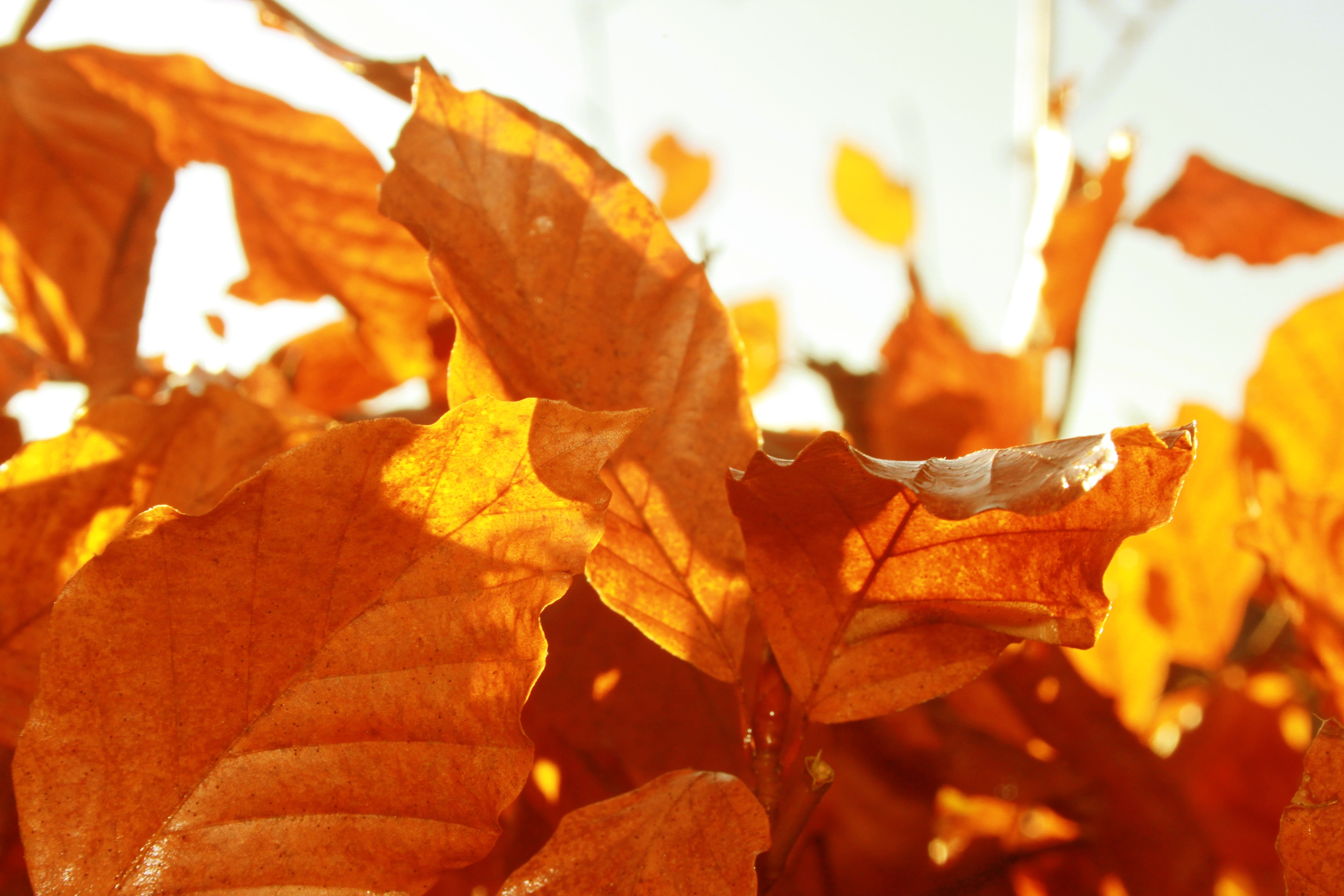 leaf, fall, autumn, sunny, leaf, autumn