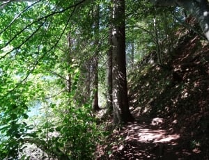 At The Lake, In The Forest, forest, nature thumbnail